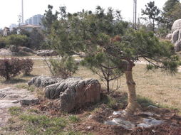 山東大樹園林景觀工程 假山產品的藝術與綠化融合