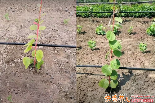 果樹生根劑的選擇與應(yīng)用策略 園林綠化工程的實用指南