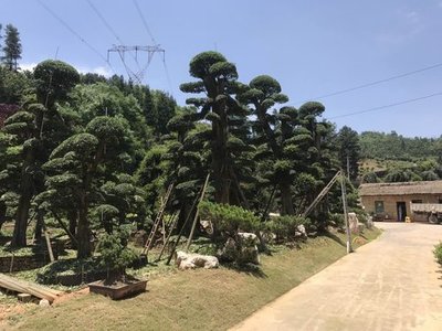 貴陽苗木栽培技術(shù)要點與貴州誼信園林綠化工程實踐