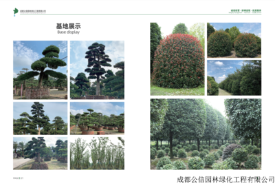 四川綠化苗木與園林綠化工程 構(gòu)筑綠色生態(tài)的藝術(shù)與實踐