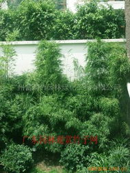 廣州富韻竹園林綠化工程 打造綠色生態(tài)城市新標(biāo)桿
